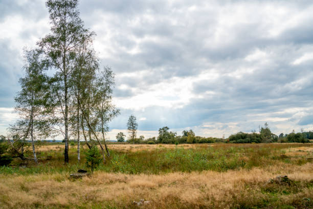 Landscape in a Dutch nature reserve