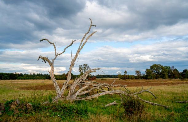 Landscape in a Dutch nature reserve