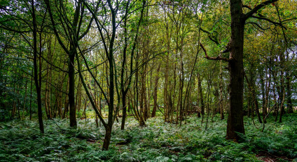 istock Autumn scenery in the forest 2179946922