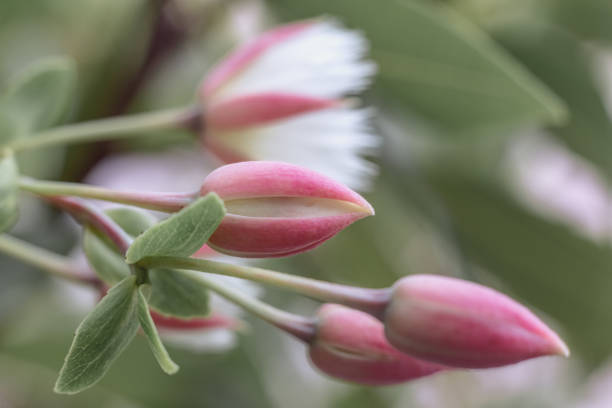 background with white flower. Wallpaper with blossom tree. Backdrop with copy space. picture for congratulations. exotic flowers. poster for interior. picture for house. flowers close-up, macro photo