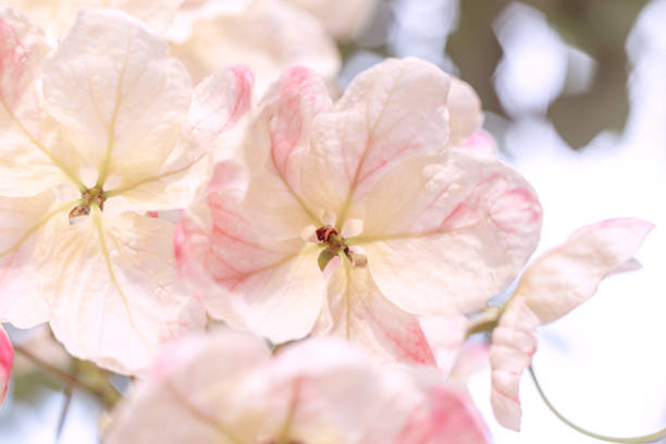 background with white flower. Wallpaper with blossom tree. Backdrop with copy space. picture for congratulations. exotic flowers. poster for interior. picture for house. flowers close-up, macro photo
