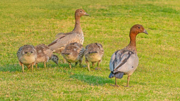 istock Australian Wood Duck Family 2179947329