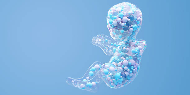 Human Baby in the Womb.
