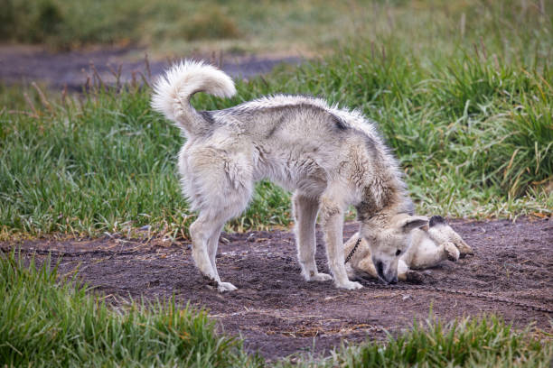 istock Chained sled dog playing with its offspring 2179948343