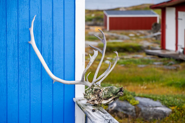 Scull and antlers of a reindeer, Rangifer tarandus outside a Greenlandic house The reindeers on Disko Island in a popular hunting object and the heads and antlers are often put outside for drying, his photograph is from Qeqertarsuaq also known as Godhavn in Greenland disko bay stock pictures, royalty-free photos & images