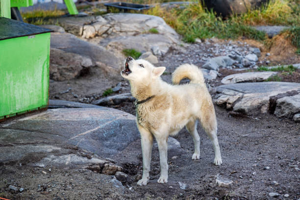 The law says that all sled dogs has to be kept in chains to prevent them from attacking people. This one is from Qeqertarsuaq also known as Godhavn in Greenland