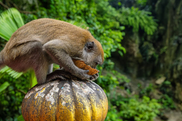 Moneky forest Ubud, Bali, Indonesia