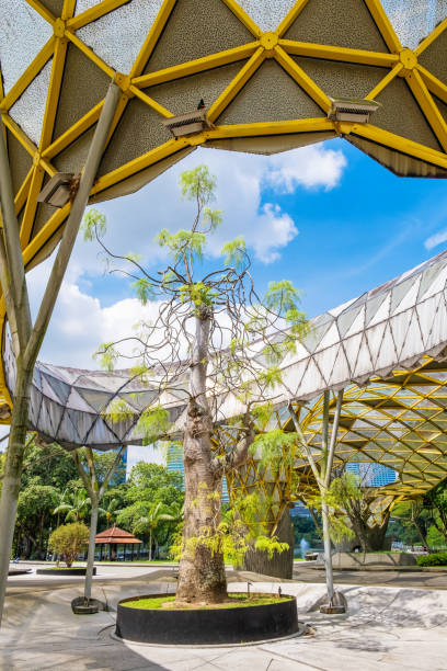 istock Geometric yellow structure with a tree in the center, creating a blend of nature and modern architecture in open park space in Perdana Botanical Garden, Kuala Lumpur, Malaysia, Asia. Travel landmark 2179949290