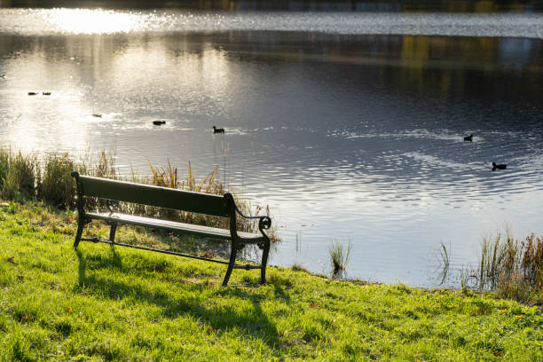 Bench by a lake (or large pond) in a public park in a Nordic Country (Norway) in autumn (or fall). Birds are swimming in the water. Back lit. Shallow depth of field.