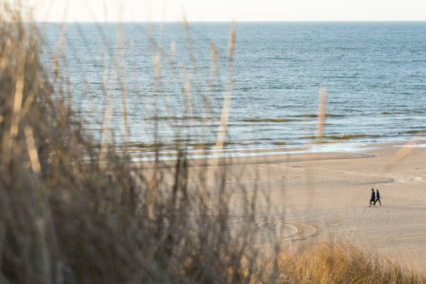 Nordic sea beach in winter with sand dunes and grass. People walking on the beach.