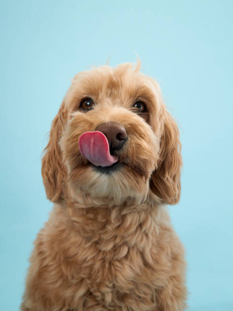 istock Labradoodle with tongue out 2179952888