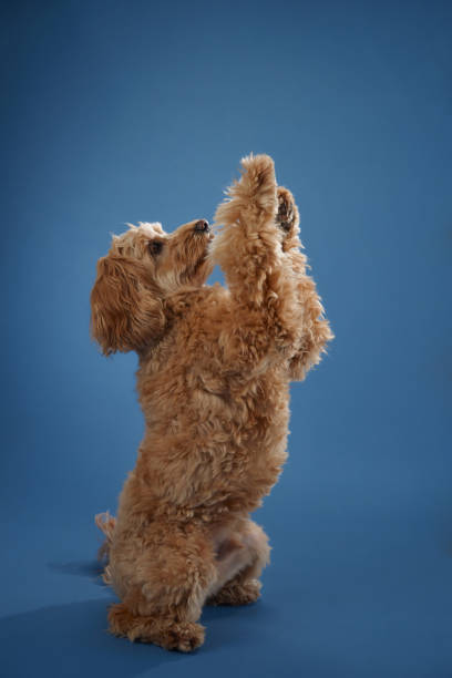 istock Dog sitting with paws up 2179952897