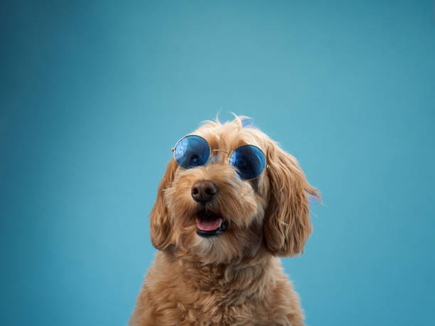 istock Dog looking up in sunglasses 2179952903