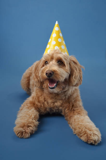 istock Dog in party hat looking ahead 2179952917