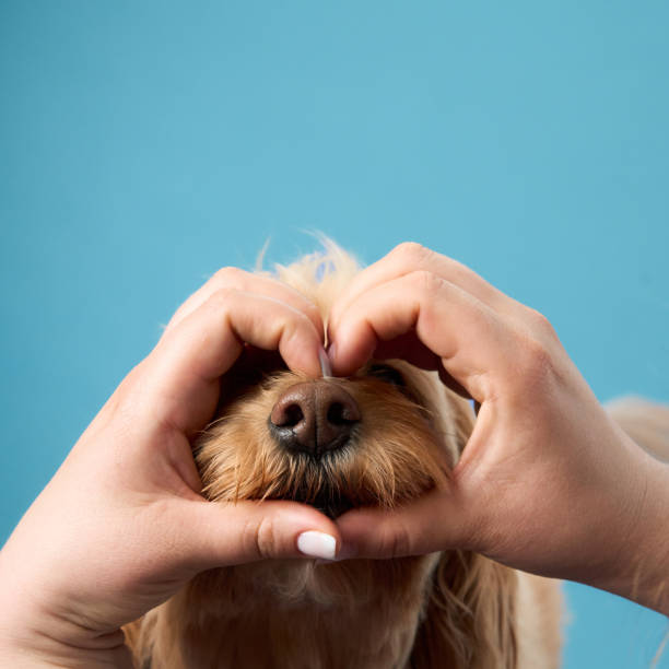 istock Dog framed by hands in heart shape 2179952919