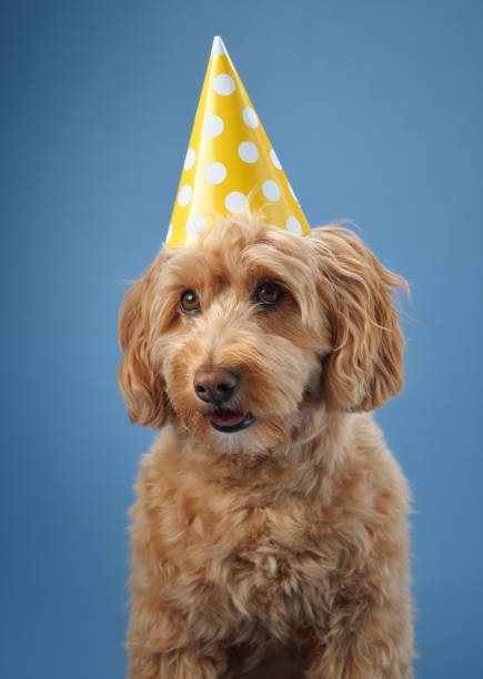 istock Dog in party hat looking to the side 2179952924