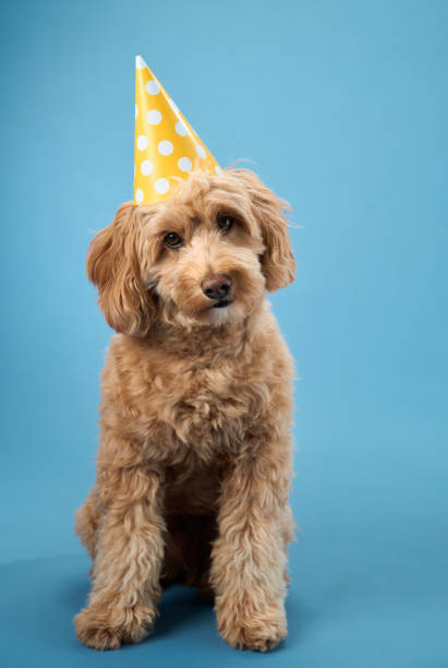 istock Dog sitting with yellow party hat 2179952927