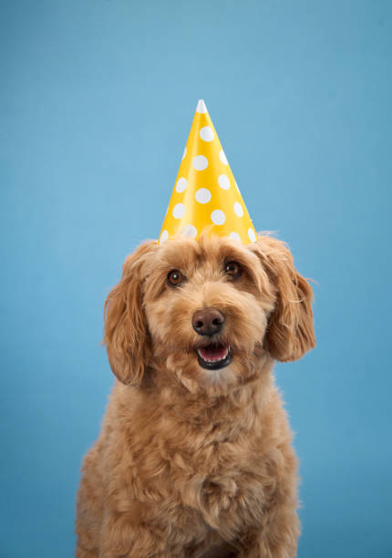 istock Dog smiling in yellow party hat 2179952929