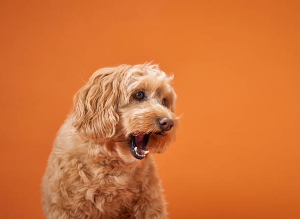 istock Dog yawning on orange background 2179952939