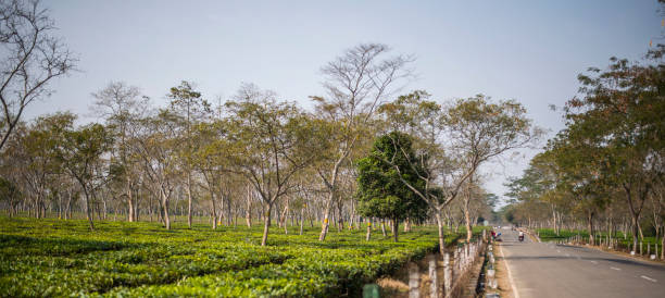 Scenic Greenery and Road in Nagaland