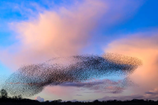 istock Starling murmuration during sunset at the end of the day 2179953302