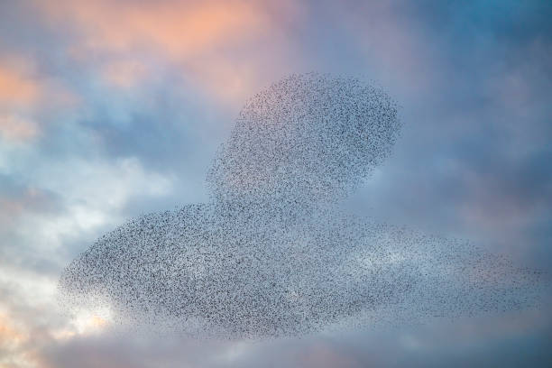 istock Starling murmuration during sunset at the end of the day 2179953402