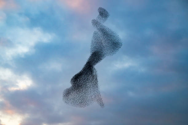 istock Starling murmuration during sunset at the end of the day 2179953417