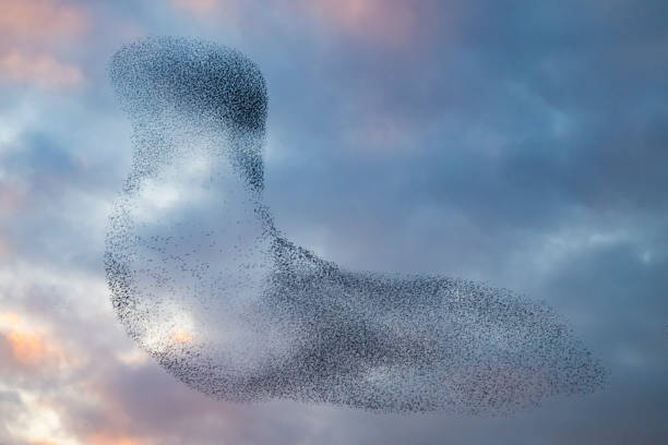istock Starling murmuration during sunset at the end of the day 2179953444