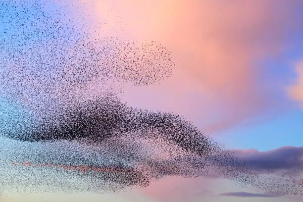 istock Starling murmuration during sunset at the end of the day 2179953472