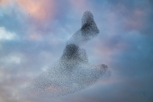 istock Starling murmuration during sunset at the end of the day 2179953651