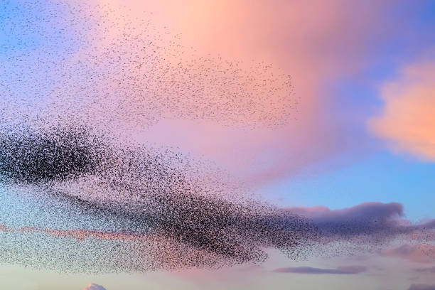 istock Starling murmuration during sunset at the end of the day 2179953772