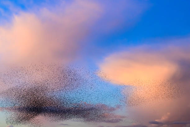 istock Starling murmuration during sunset at the end of the day 2179953805