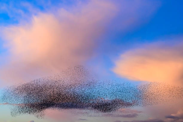 istock Starling murmuration during sunset at the end of the day 2179953912