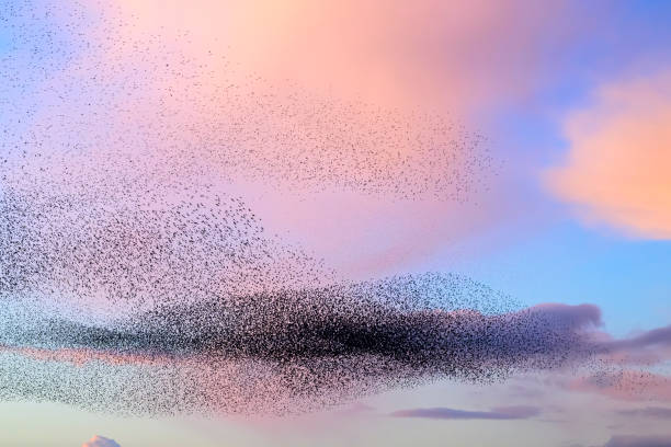 istock Starling murmuration during sunset at the end of the day 2179954194