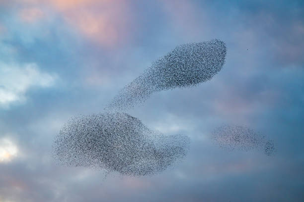 istock Starling murmuration during sunset at the end of the day 2179954274