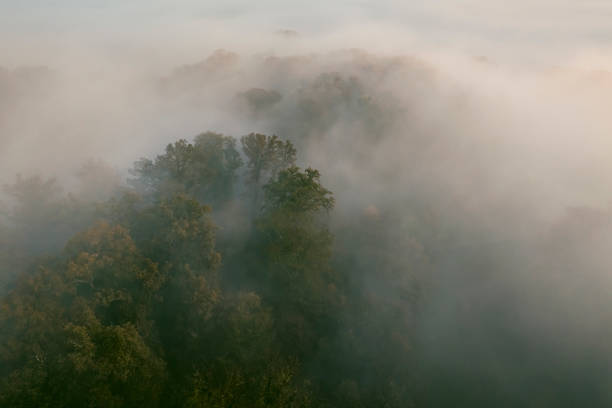 Forest covered in a blanket of mist seen from above during a fall morning near the river IJssel in Overijssel. The treetops are popping out over the thick fog with some of the trees starting to change color during the annual autumn season. The fog is giving the landscape a mystical atmosphere.