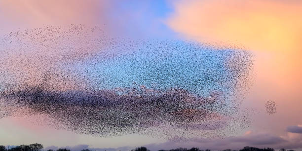 istock Starling murmuration during sunset at the end of the day 2179954341