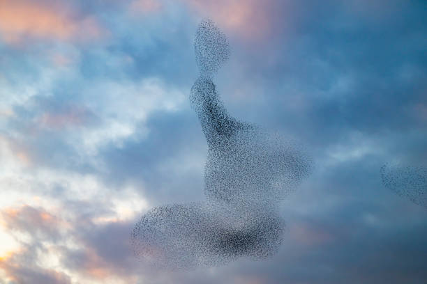 istock Starling murmuration during sunset at the end of the day 2179954372