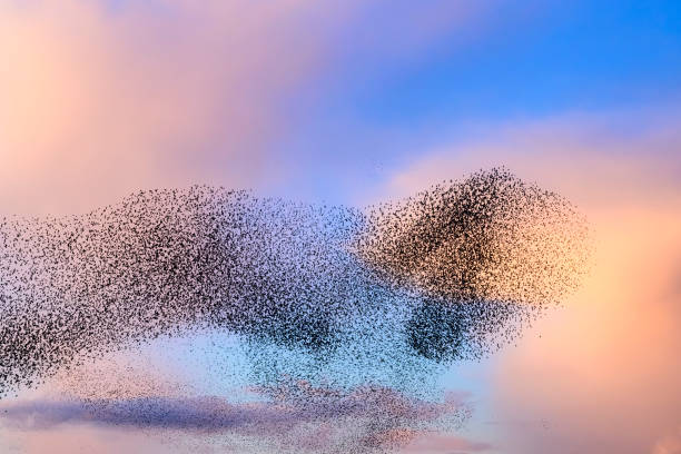 istock Starling murmuration during sunset at the end of the day 2179954397