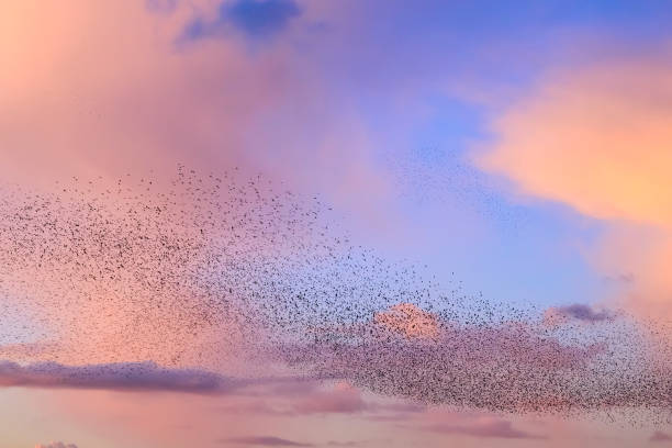 istock Starling murmuration during sunset at the end of the day 2179954410