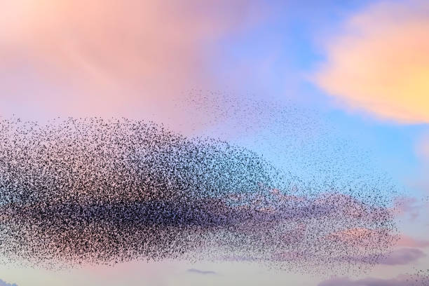istock Starling murmuration during sunset at the end of the day 2179954458