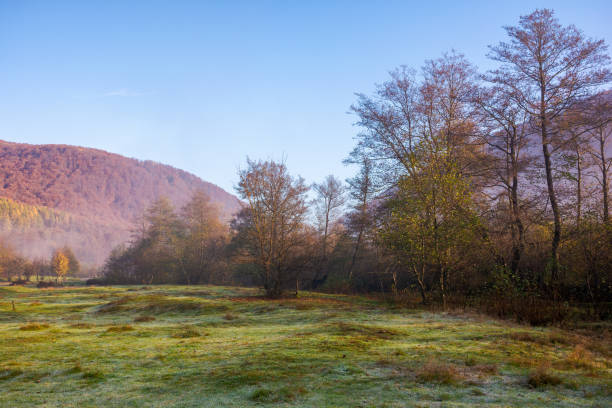 istock trees in morning mist. fresh atmosphere. grassy meadow in the valley 2179957220