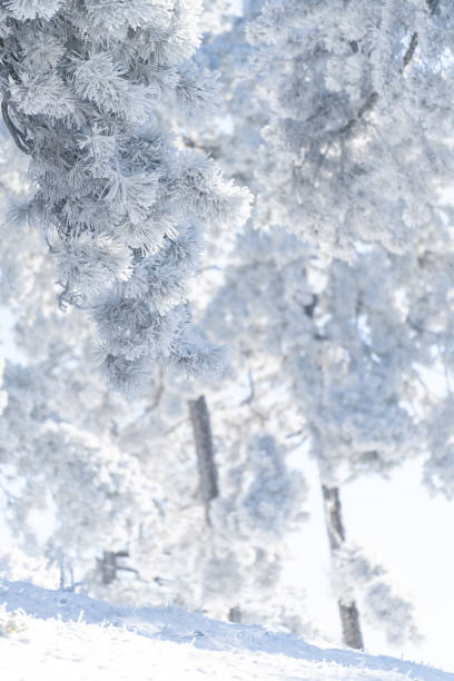 istock Snow covered trees. Winter forest. Winter background. 2179959016