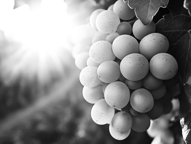 A close-up shot of grapes hanging from a vine, with some sunlight breaking through them.