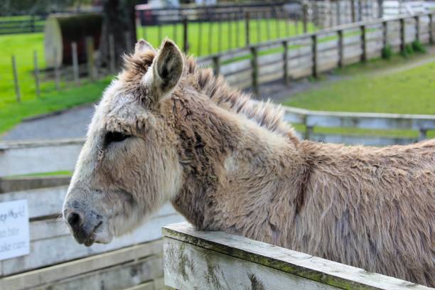 istock New Zealand Donkey 2179961032