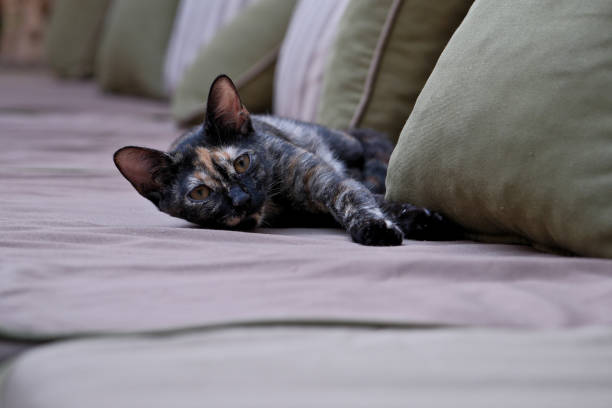 istock Cute calico cat is lying on the sofa and looking at the camera. 2179961416