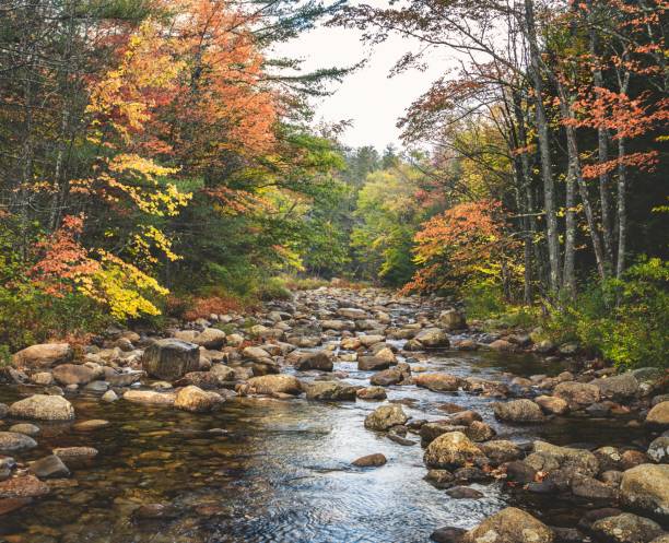 istock Autumn forest stream with vibrant foliage. 2179962469