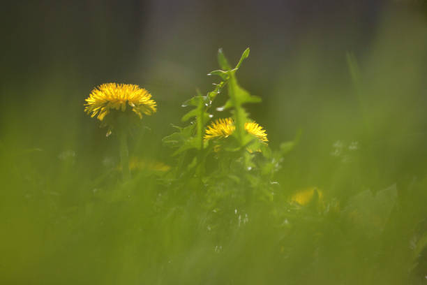 Floral Awakening: The Beauty of Spring