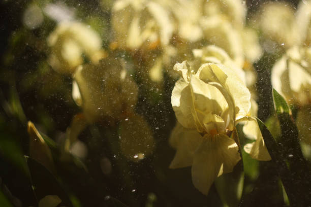 istock Floral Awakening: The Beauty of Spring 2179962878