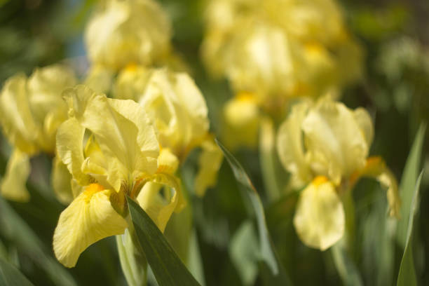 Floral Awakening: The Beauty of Spring